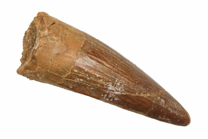 Baby Spinosaurus Tooth - Real Dinosaur Tooth #204348